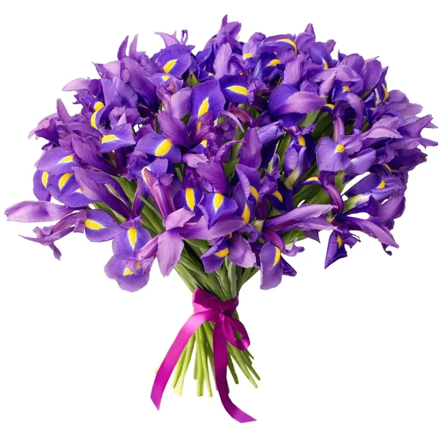 Ирисы фиолетовые